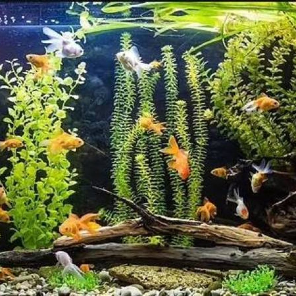 حوض الأسماك الاستوائي4