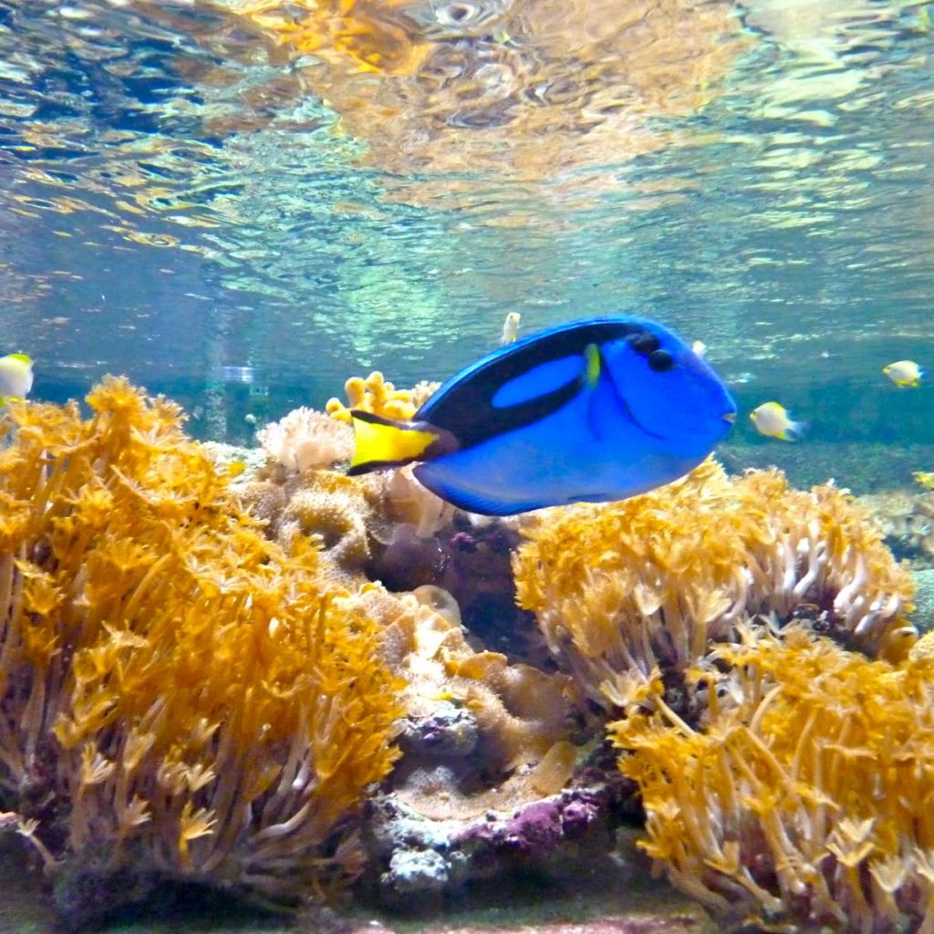 حوض الأسماك الاستوائي5