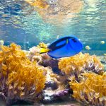 حوض الأسماك الاستوائي5