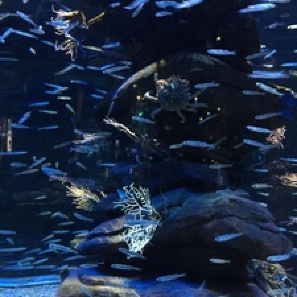 حوض سمك باريس1