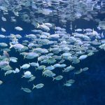 حوض سمك باريس2