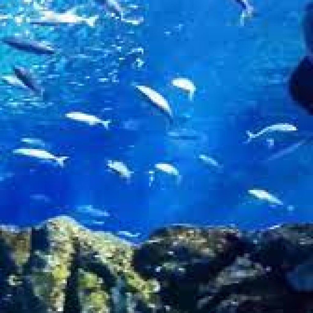 حوض سمك باريس3