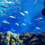 حوض سمك باريس3