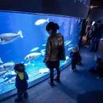 حوض سمك باريس4