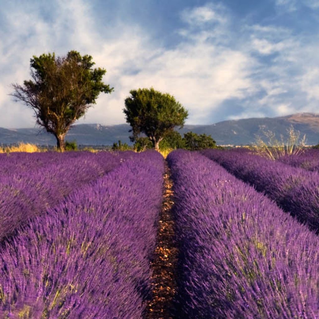 رحلة من مدينة باريس إلى مدينة بورغندي