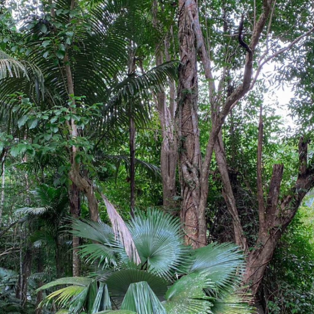 شلال تونساي 2