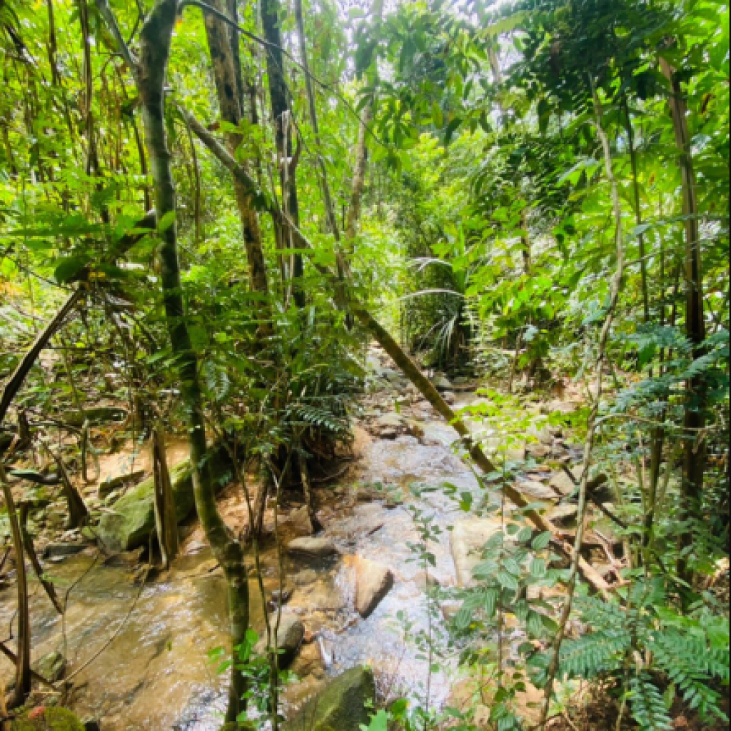 شلال تونساي