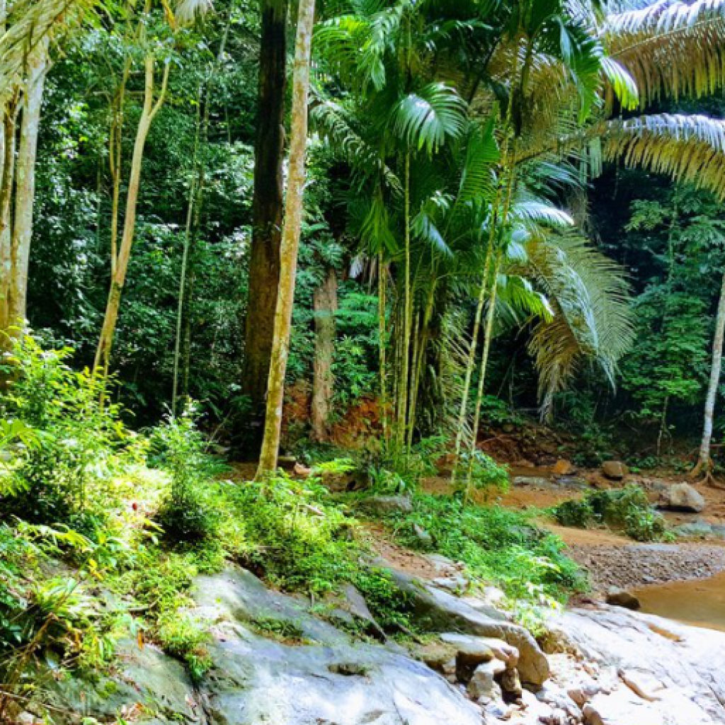 شلال تونساي 5