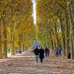 غابة بولونيا1