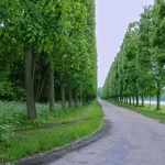 غابة بولونيا2