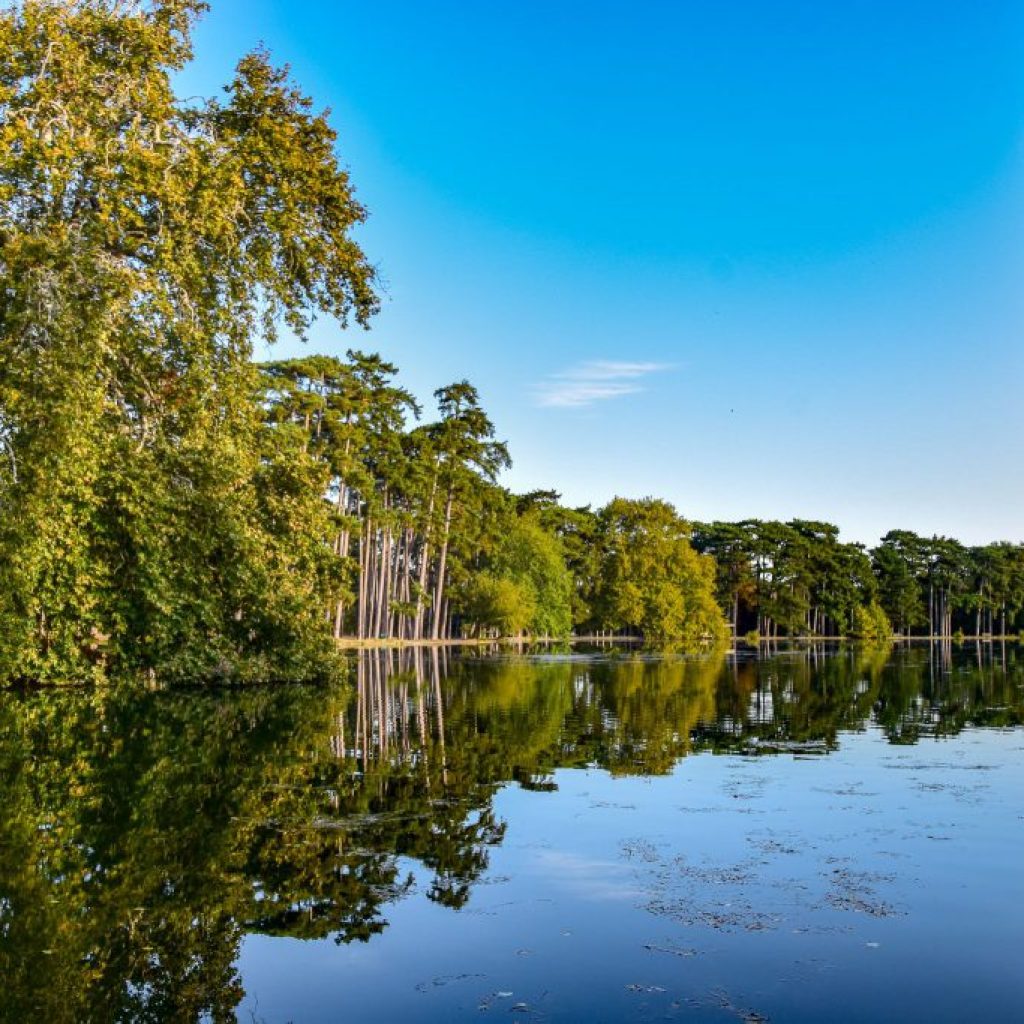 غابة بولونيا6