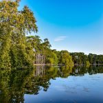 غابة بولونيا6