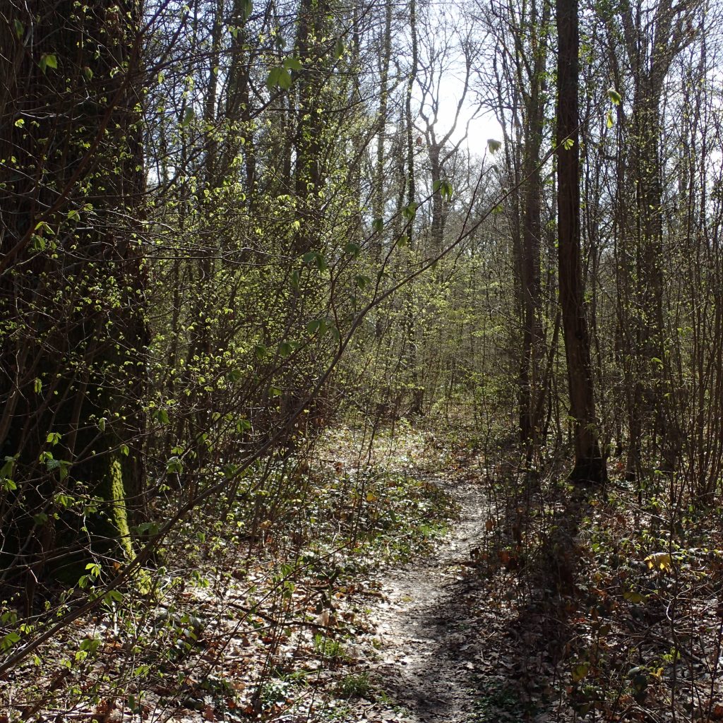 غابة مودون باريس