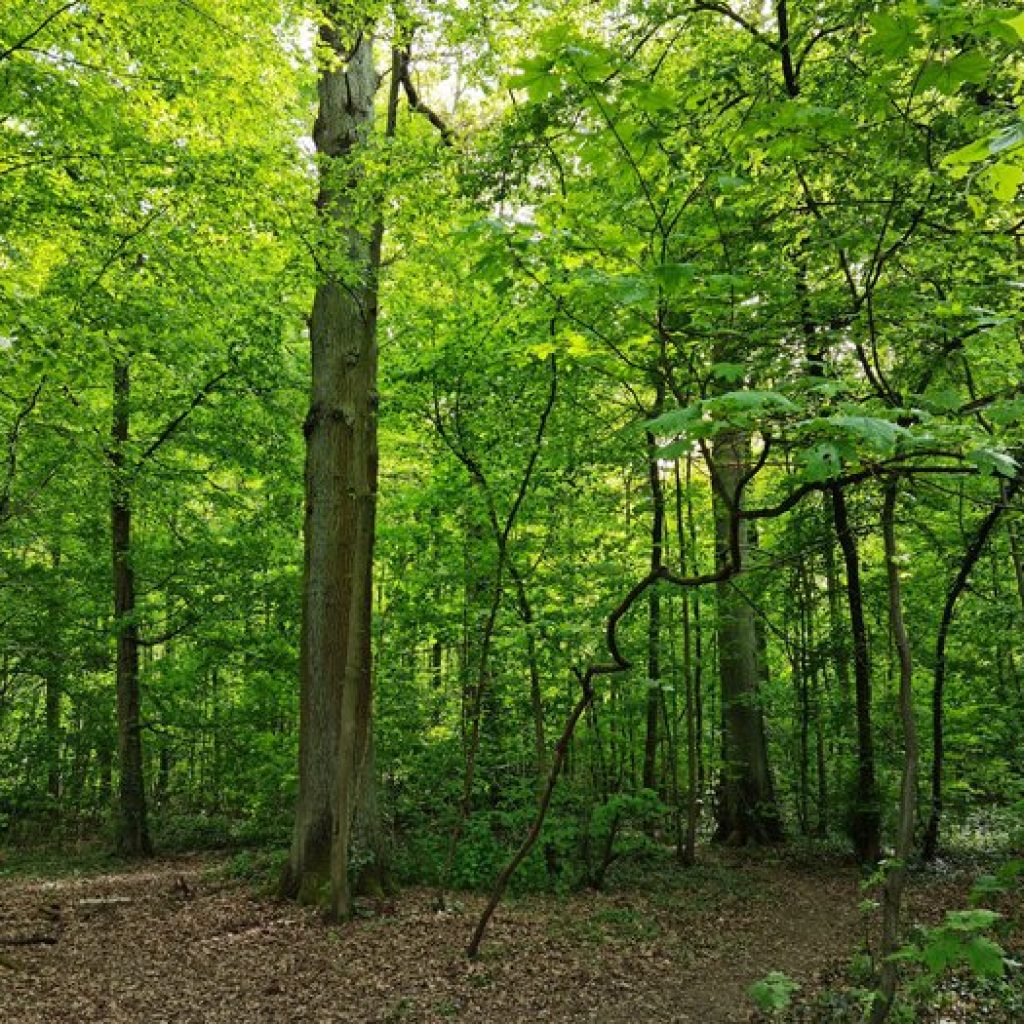 غابة مودون باريس1