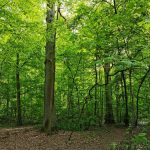 غابة مودون باريس1