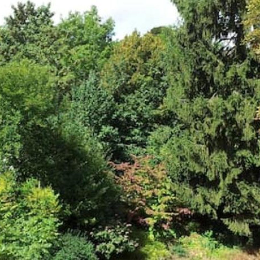 غابة مودون باريس4