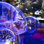 فلوريا اكواريوم اسطنبول ٤