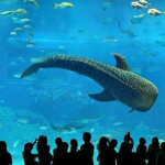 فلوريا اكواريوم اسطنبول ٥