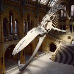 متحف التاريخ الطبيعي في لندن2