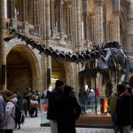 متحف التاريخ الطبيعي في لندن3