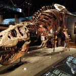 متحف كوزموكايك برشلونة