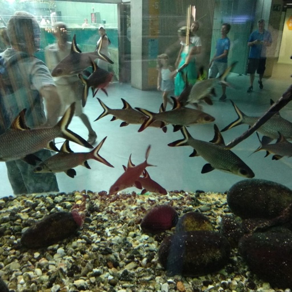 متحف كوزموكايك برشلونة