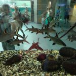 متحف كوزموكايك برشلونة