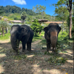 محمية بوكيت للفيلة