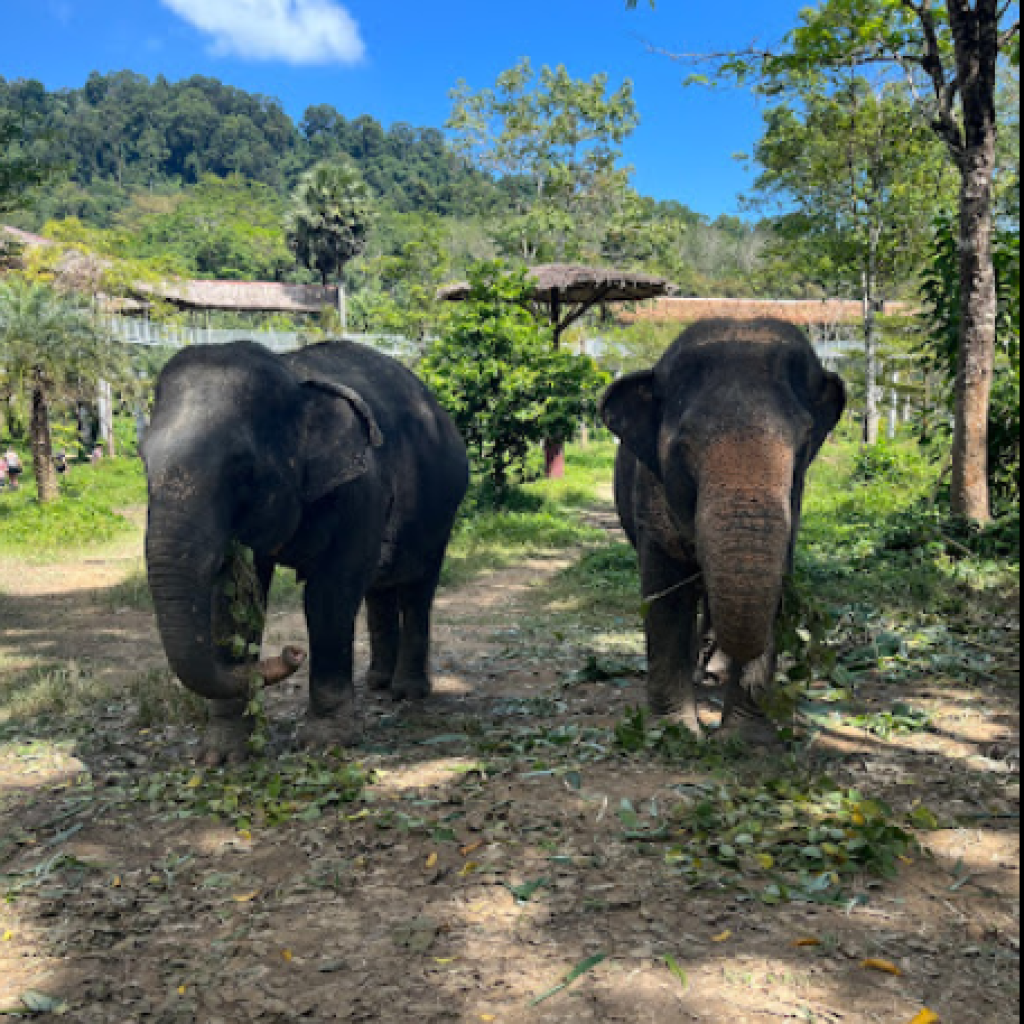 محمية بوكيت للفيلة