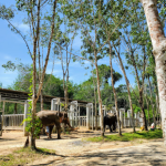 محمية بوكيت للفيلة ٢