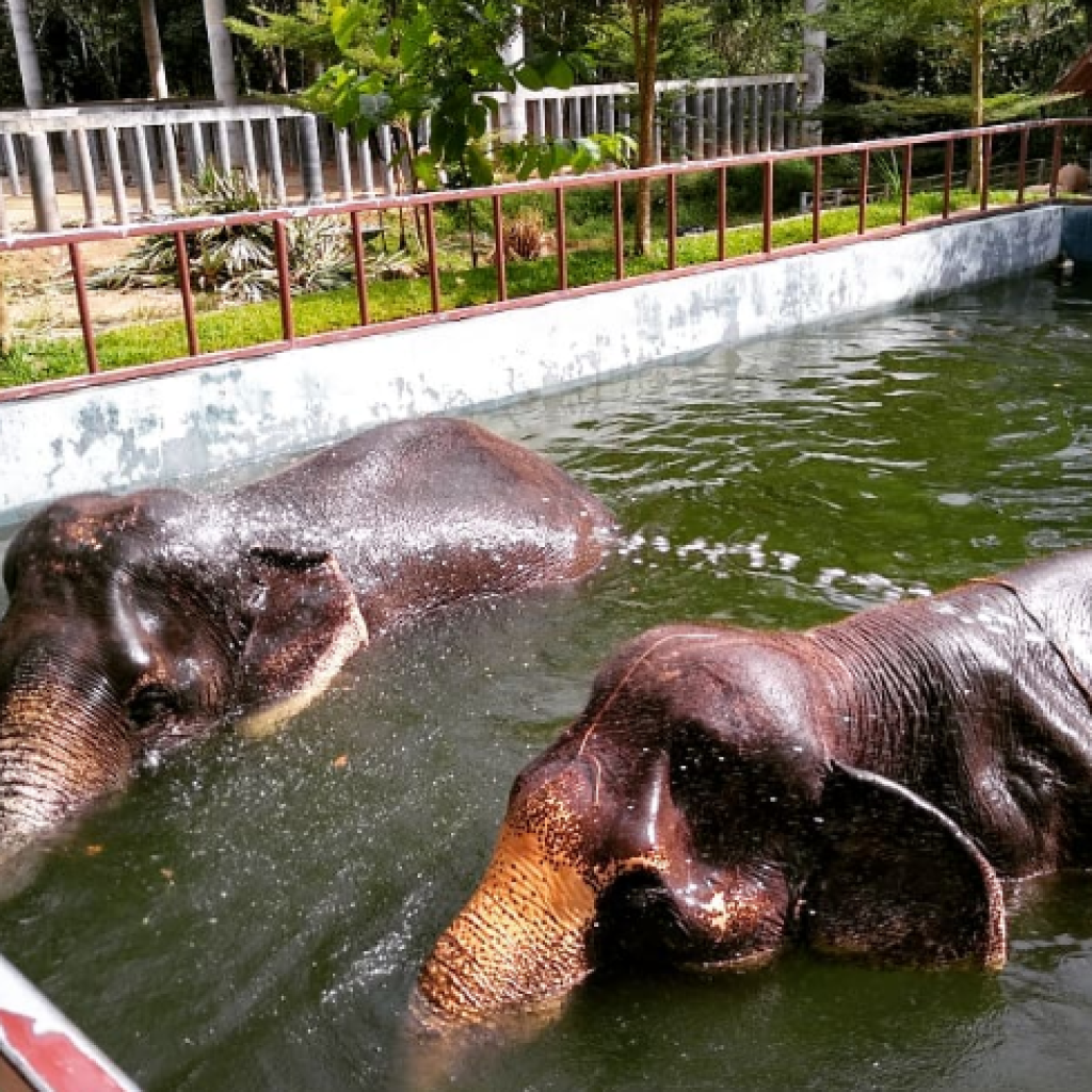 محمية بوكيت للفيلة ٣