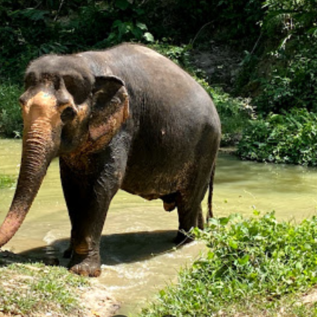 محمية بوكيت للفيلة ٤