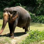 محمية بوكيت للفيلة ٤