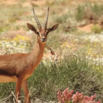 محمية شرعان الطبيعية 2