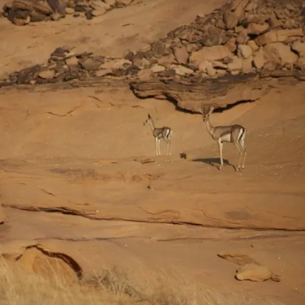 محمية شرعان الطبيعية 3