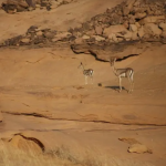 محمية شرعان الطبيعية 3