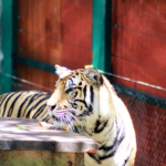 مملكة النمر بوكيت - تايجر كينجدوم بوكيت