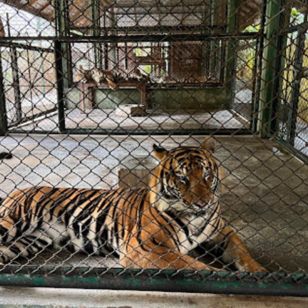 مملكة النمر بوكيت - تايجر كينجدوم بوكيت ٢