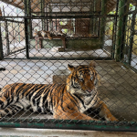 مملكة النمر بوكيت - تايجر كينجدوم بوكيت ٢