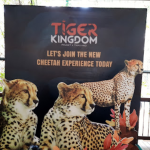 مملكة النمر بوكيت - تايجر كينجدوم بوكيت ٤