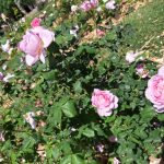 منتزه دي ثيرفانتيس