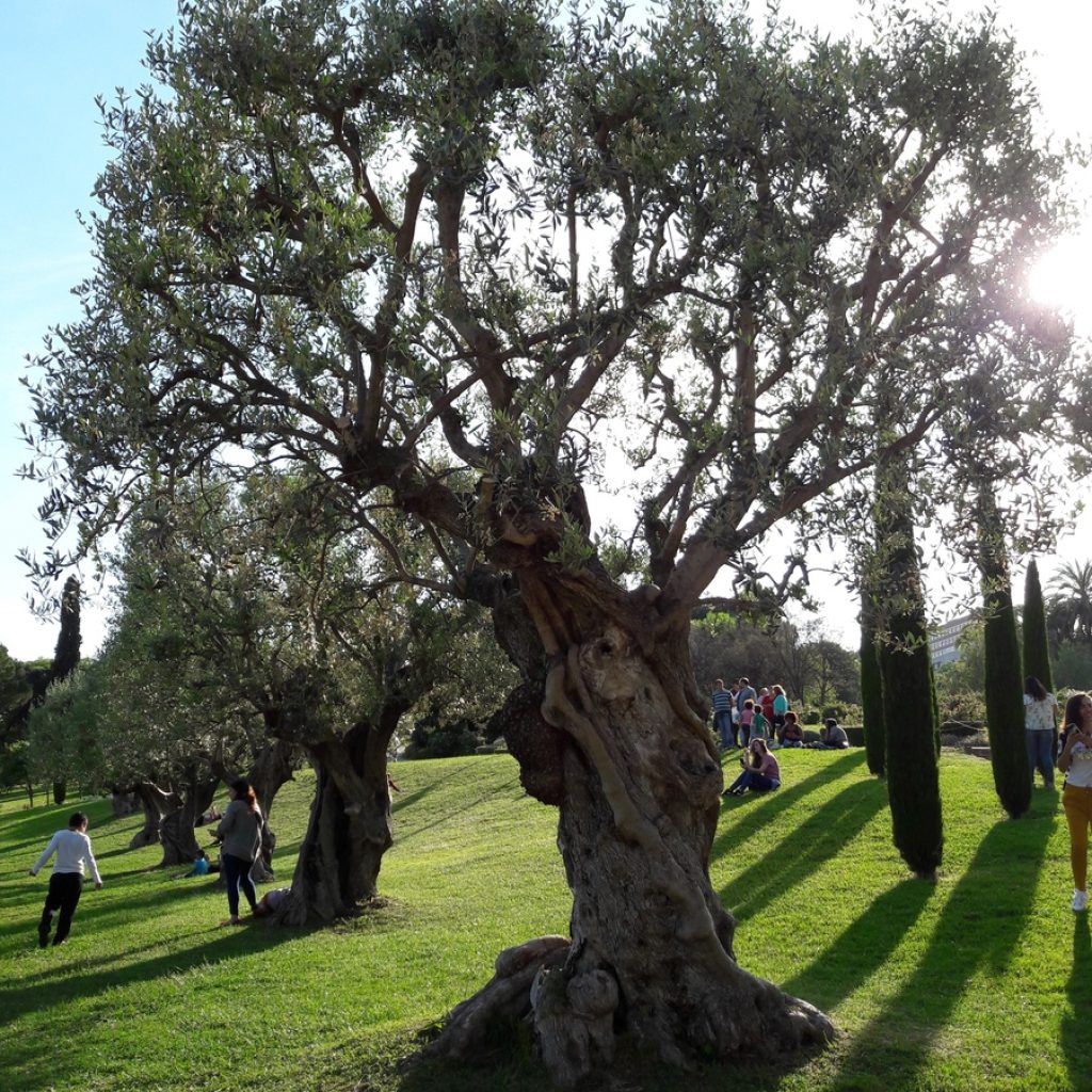 منتزه دي ثيرفانتيس