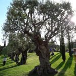 منتزه دي ثيرفانتيس