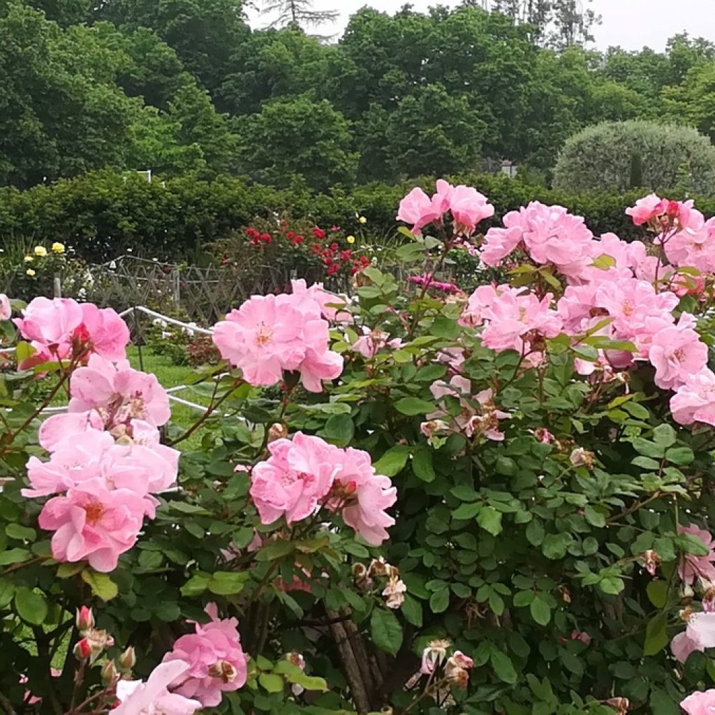 منتزه دي ثيرفانتيس