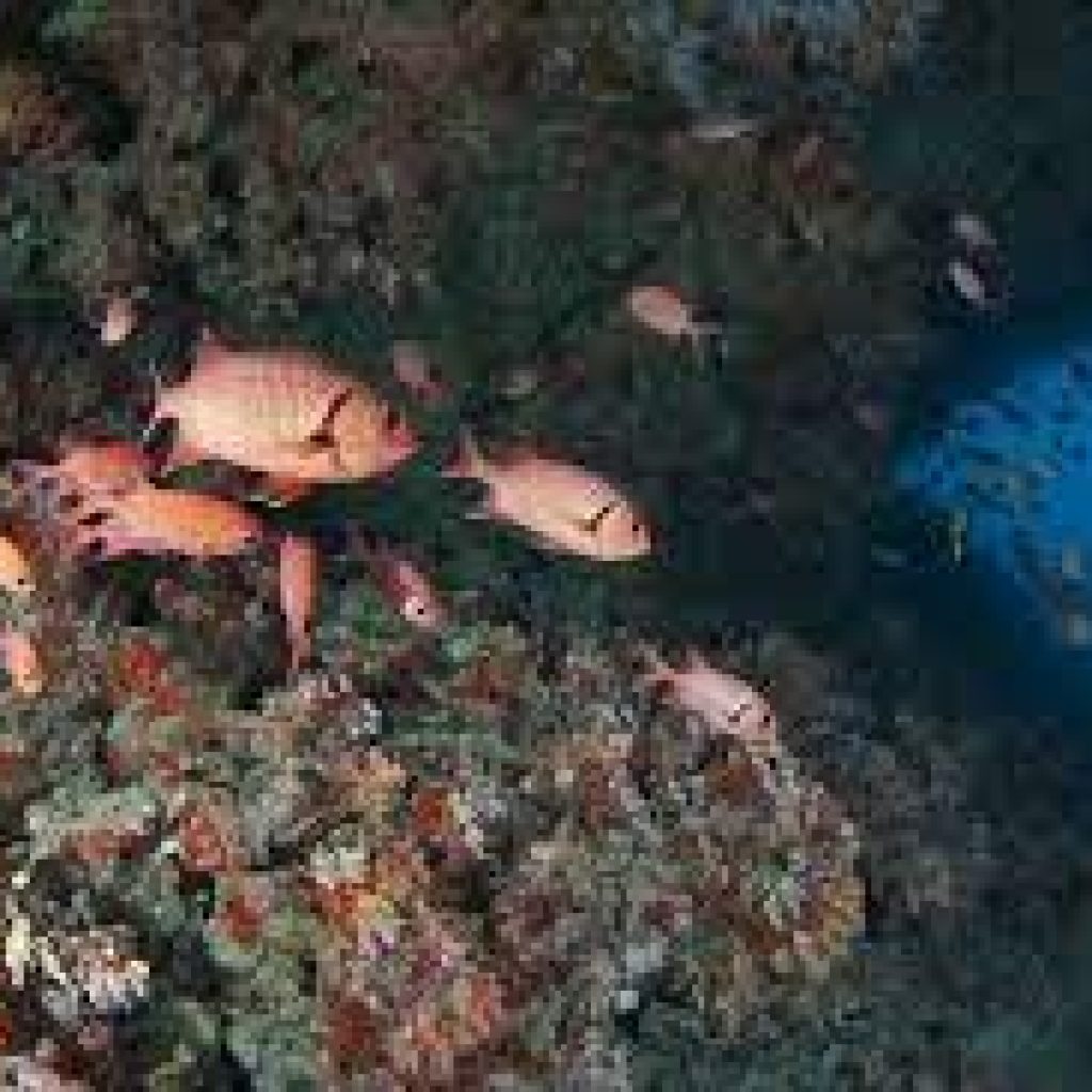 اتش بي رييف