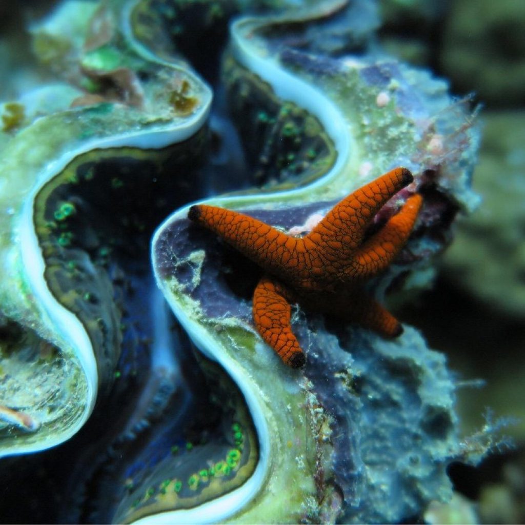 اتش بي رييف