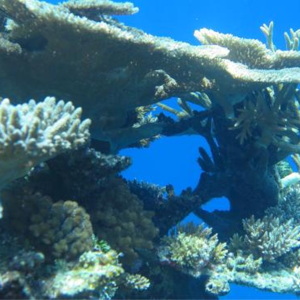 اتش بي رييف