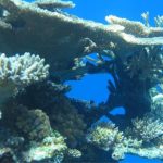 اتش بي رييف