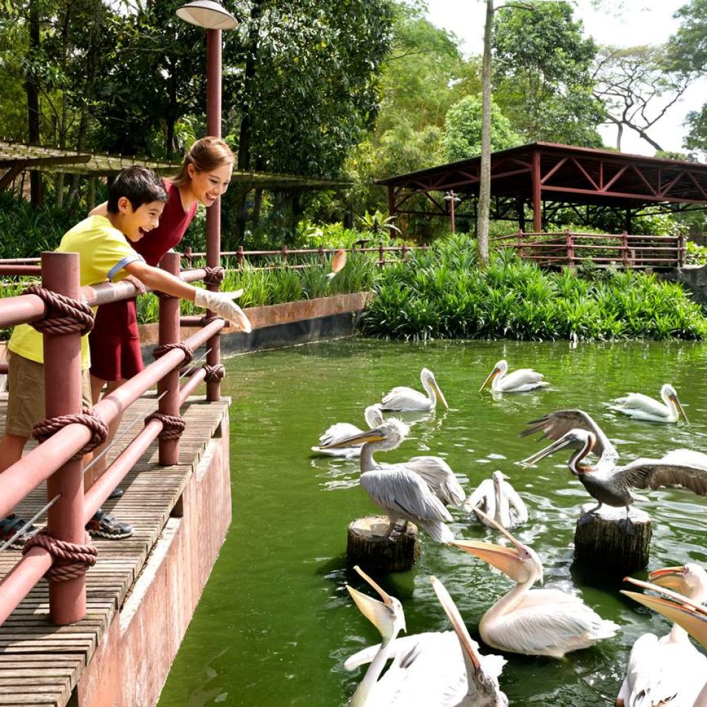 أهم حدائق الحيوان والمتنزهات الترفيهية الأكواريوم في مدينة سنغافورة