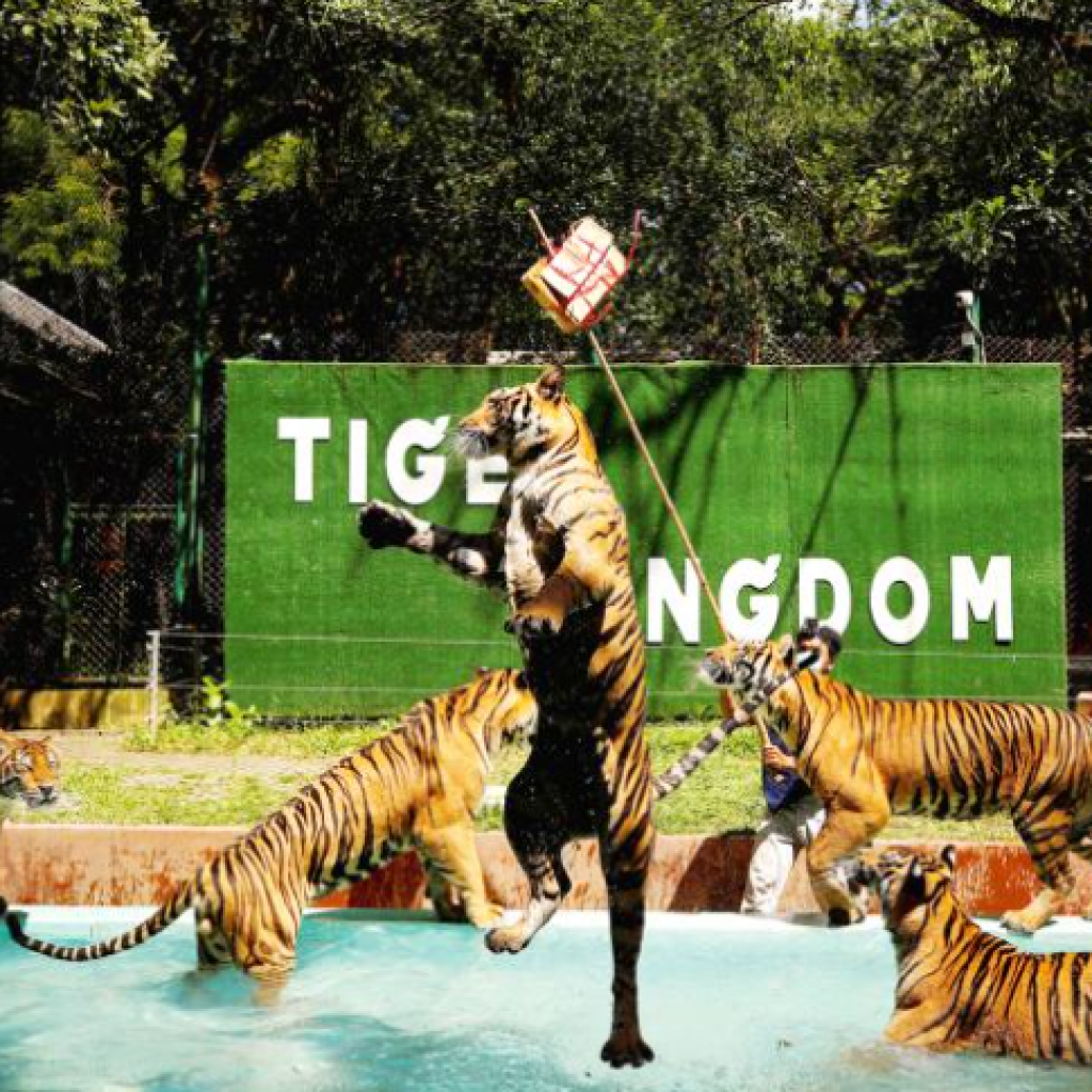 أهم حدائق الحيوان والاكواريوم في جزيرة فوكيت